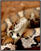 Eastern Milksnake (Lampropeltis triangulum triangulum)