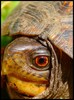 Eastern Box Turtle (Terrapene carolina carolina)