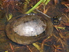 Spotted Turtle (Clemmys guttata)