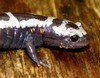 Marbled Salamander (Ambytoma opacum)