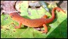 Red-Spotted Newt (Notophthalmus viridescens viridescens)