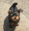 yorkie puppies for adoption