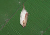 Northern Ghost Bat (Diclidurus albus)