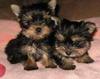 TeaCup Yorkie Puppies