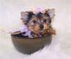 Male and frmale yorkie  puppies
