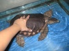 pignose turtle