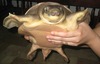 pignose turtle