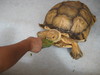 sg turtle