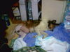 collie recuperating after surgery in Seoul, Korea