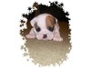 English bulldog puppies for free adoption