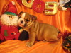 HEALTHY MALE AND FEMALE ENGLISH BULLDOG PUPPIES