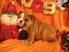 HEALTHY MALE AND FEMALE ENGLISH BULLDOG PUPPIES