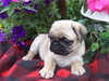 Rippling Springs Pug Puppies