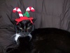 MAX, THE GRINCH