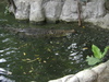 philippines croc at Manila zoo - Philippine crocodile (Crocodylus mindorensis)