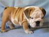 english bull dog puppy for adoption
