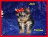 Yorkie Puppies For Free Adoption