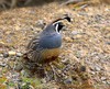 California Quail - Callipepla californica