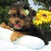 cute teacup yorkiepuppies for free adoption