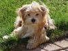 cute yokies puppies for adoption