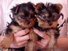 Beautiful Yorkie puppies for adoption,