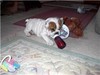 cute englis bulldog puppies for adoption