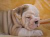 Healthy Twins English Bull Dog Puppies Available Now!!!!!!!!!!!