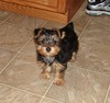 Outstanding Tea Cup Yorkie Puppy In search of a New Home