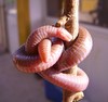 Worm snake