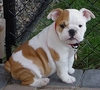 Outstanding English Bulldog Puppies For Adoption