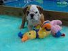 Cute Lovely ENGLISH BULLDOG PUPPIES