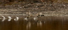 Male and female Ring Neck Ducks taking flight