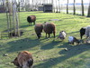 Sheep - Goat - Turkey