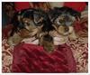 Tea Cup Yorkie Puppies For Free Adoption