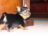 Tea Cup Yorkie Puppy For Adoption
