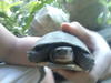 A turtle