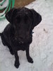 Dawn(the dog lover)