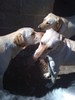 Dawn(the dog lover)