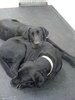 Dawn(the dog lover)