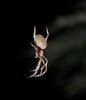 ORB WEAVER SPIDER - ESPERANCE, WESTERN AUSTRALIA