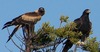 WEDGE TAIL EAGLES - ESPERANCE - WESTERN AUSTRALIA