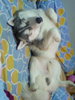 Sleep