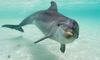 beautiful aquamarine dolphin