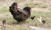animal photo