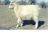Keshmir goat in kerman-iran