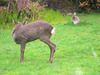 Roe deer and rabbit