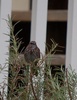 Bird ID?