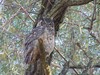 GREAT HORNED OWL
