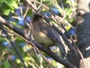 CEDAR WAXWING