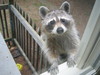 raccoon